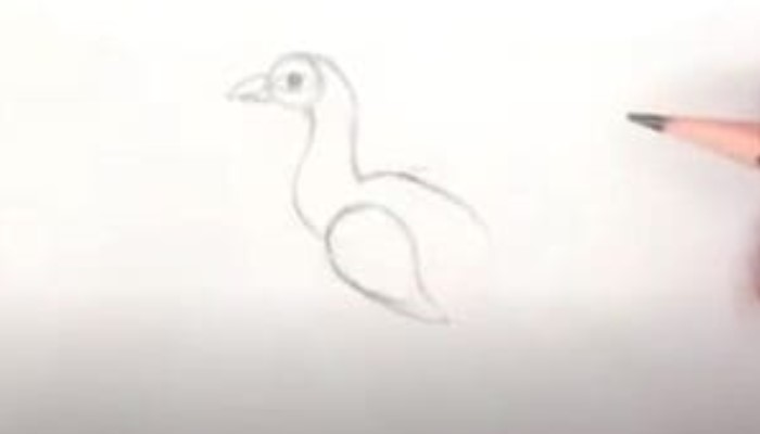 How To Draw A Peacock Step1