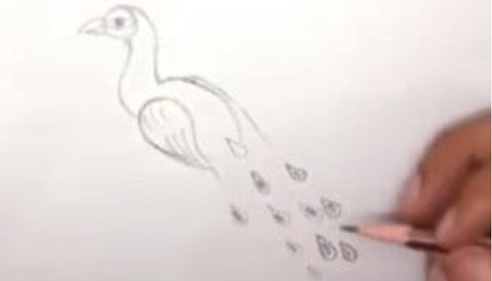 Bushi's ART - Pencil drawing peacock 🐦... | Facebook-saigonsouth.com.vn