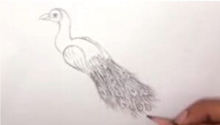 How To Draw A Peacock Step3
