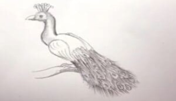 How To Draw A Peacock Step4