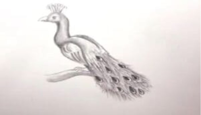 How To Draw A Peacock