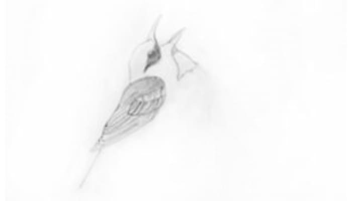 How To Draw A Sparrow Step2