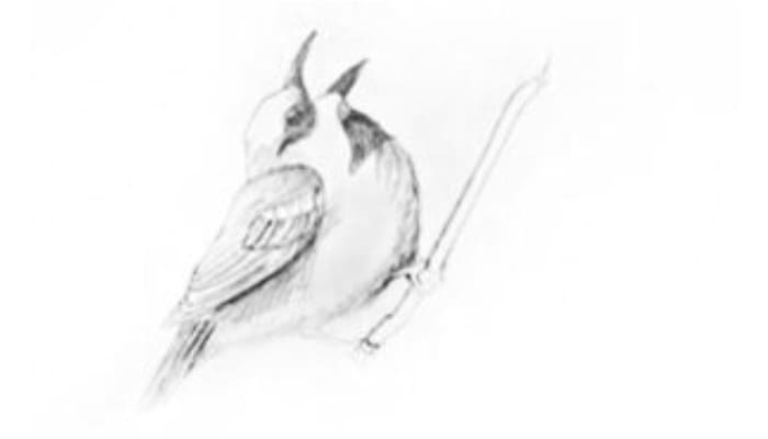 How To Draw A Sparrow Step3