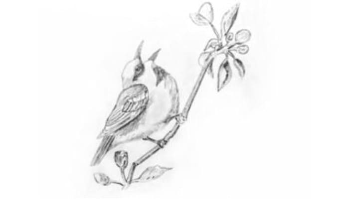 How To Draw A Sparrow