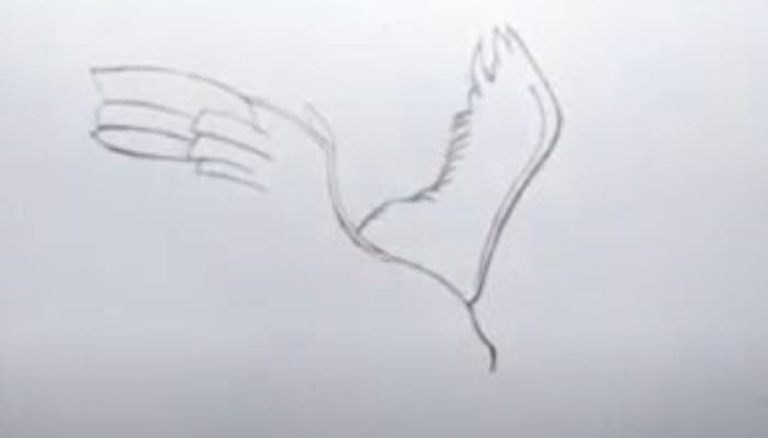 How To Draw An Eagle Step1