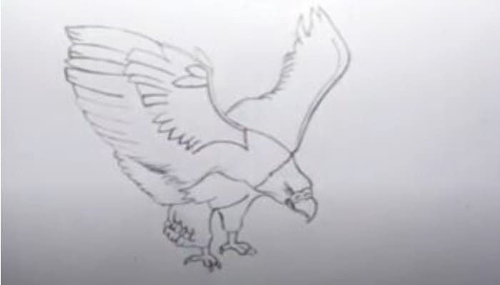 How To Draw An Eagle Step3