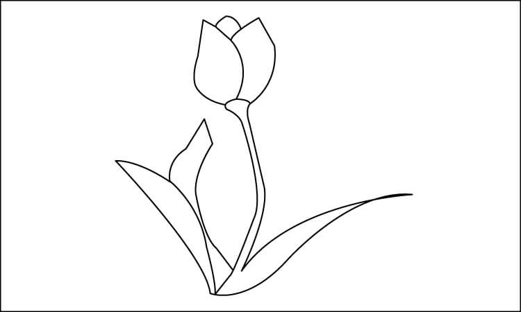 Lily Flower Line Drawing