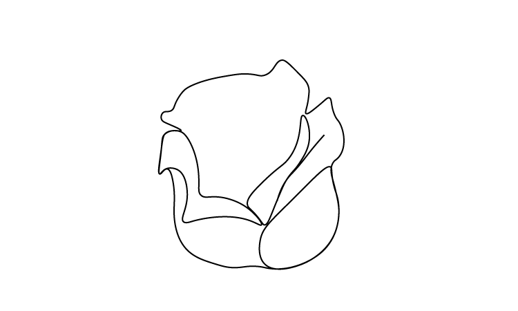 rose drawing outline