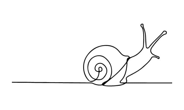 Snail Line Drawing