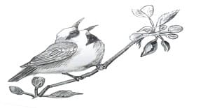 Read more about the article How To Draw A Sparrow – Easy Step By Step