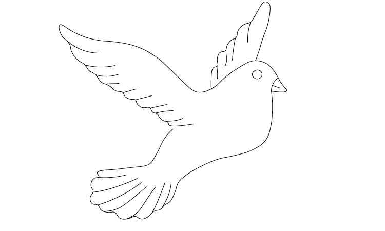 Pigeon line drawing
