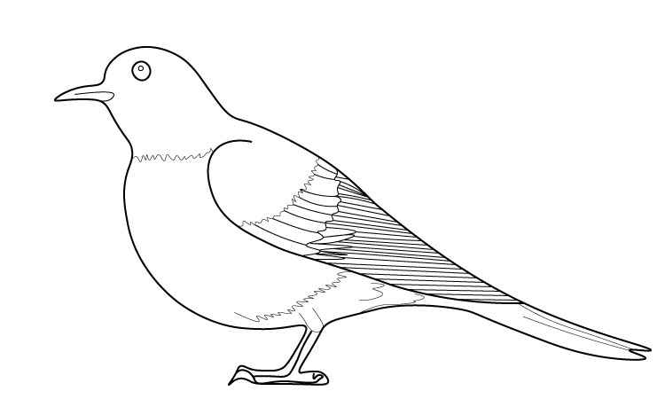 Pigeon line Drawing