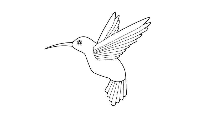 humming bird line drawing