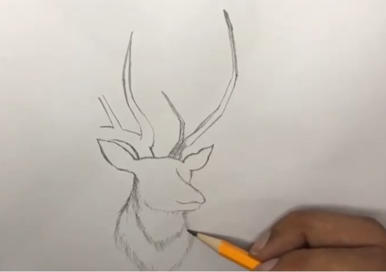 How to Draw a Deer - Step By Step Tutorial - Cool Drawing Idea