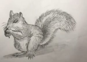 draw a squirrel