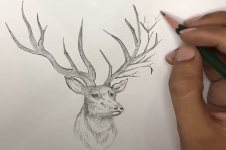 How to Draw a Deer - Step By Step Tutorial - Cool Drawing Idea