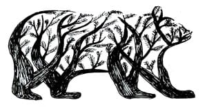 Read more about the article How to Draw a Bear – Step By Step