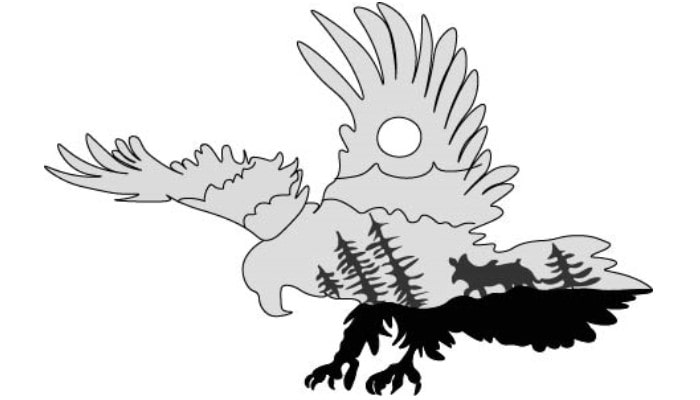 Eagle drawing step4