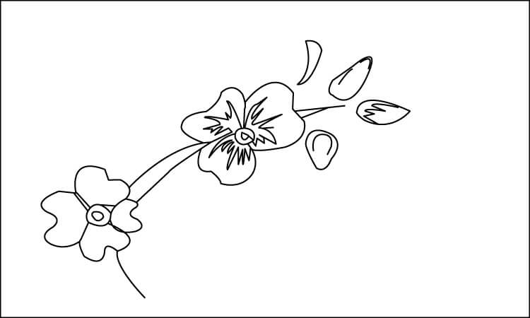 How to draw flowers