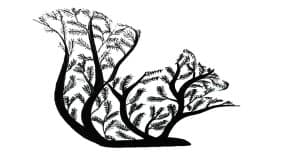 Read more about the article How to Draw a Squirrel Tree Drawing