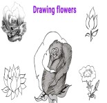 Read more about the article How To Draw Flowers – For Beginners