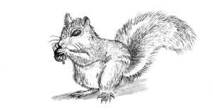 Read more about the article How to Draw a Squirrel – Step By Step Easy