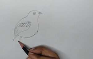 How to Draw Birds - Step By Step Tutorial - Cool Drawing Idea