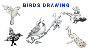 Drawing birds