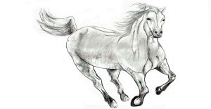 You are currently viewing How to Draw a Horse – Step By Step