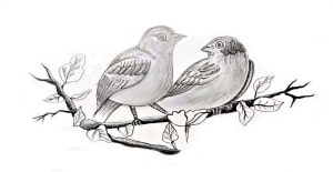 Read more about the article How to Draw Birds – Step By Step Tutorial