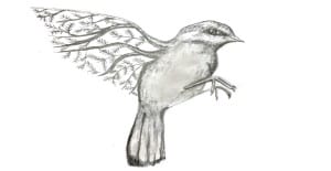 Read more about the article How To Draw a Sparrow – Step By Step