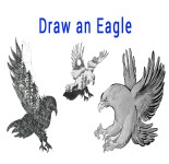 Read more about the article How To Draw An Eagle Easy – Step By Step