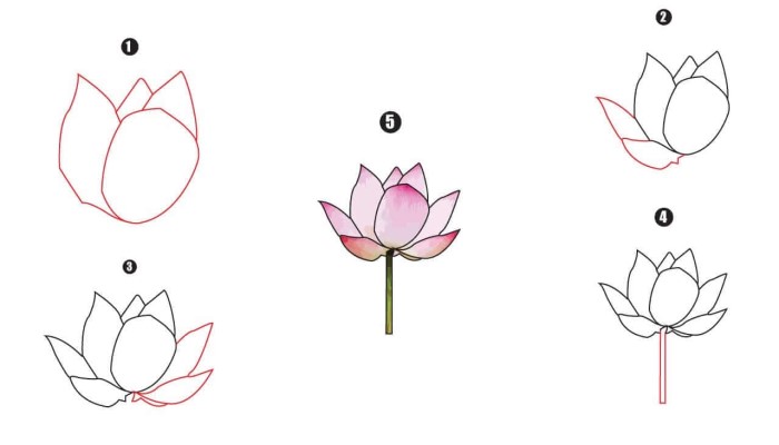 Lotus Drawing Step By Step