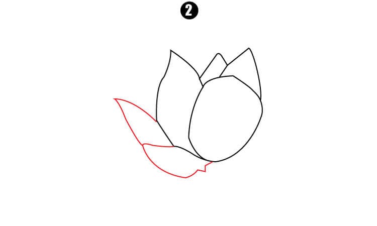 Lotus Drawing Step2