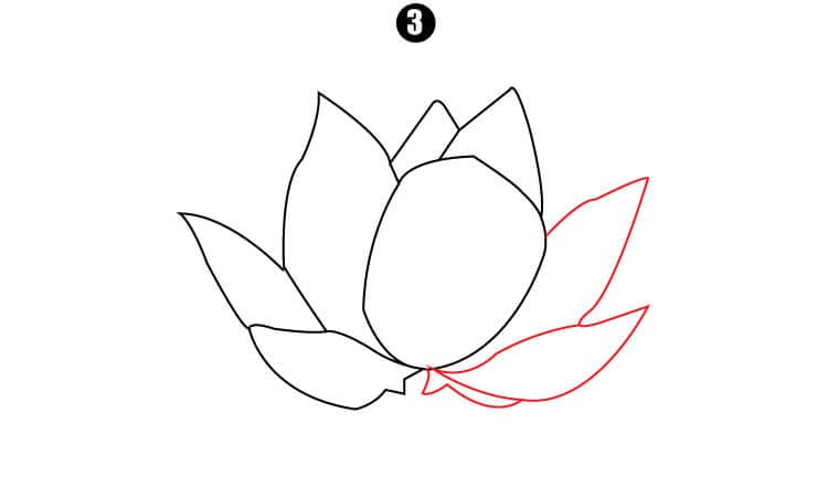 Lotus Drawing Step3