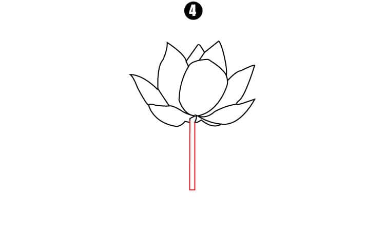 Lotus Drawing Step4
