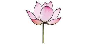 Read more about the article How To Draw A Lotus Flower – Step By Step Guide