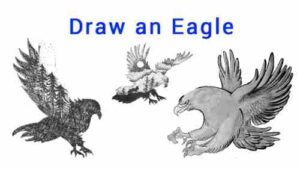 draw an eagle