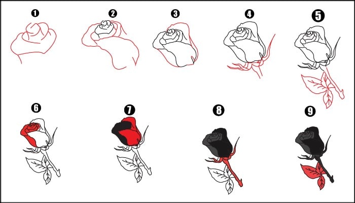 Drawing Rose Flower step by step