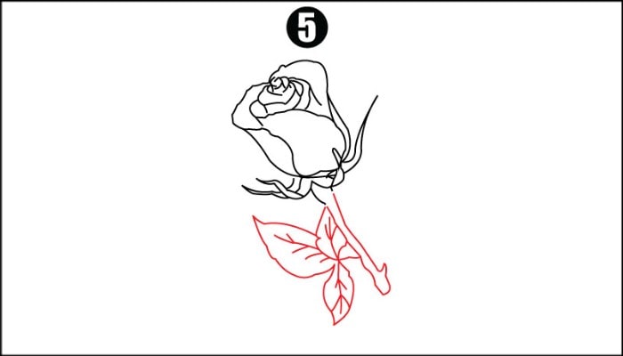 Drawing Rose Flower step5