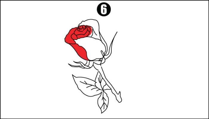 Drawing Rose Flower step6