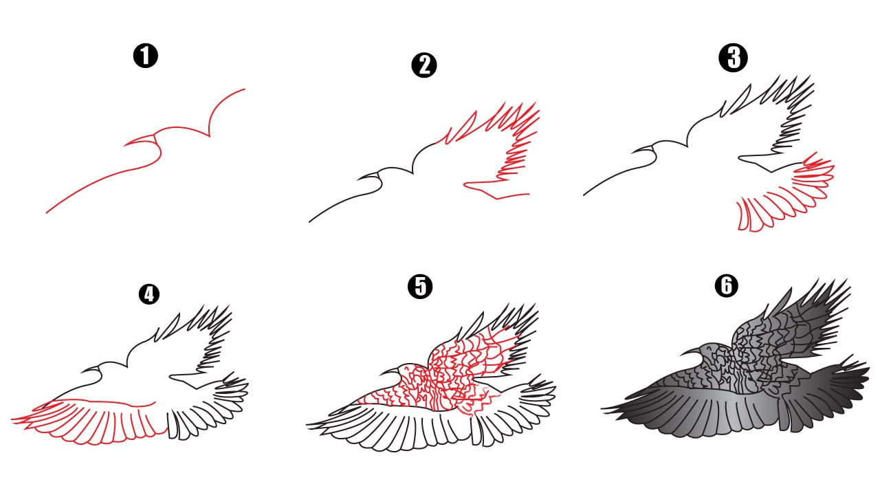 Drawing of Eagle step by step