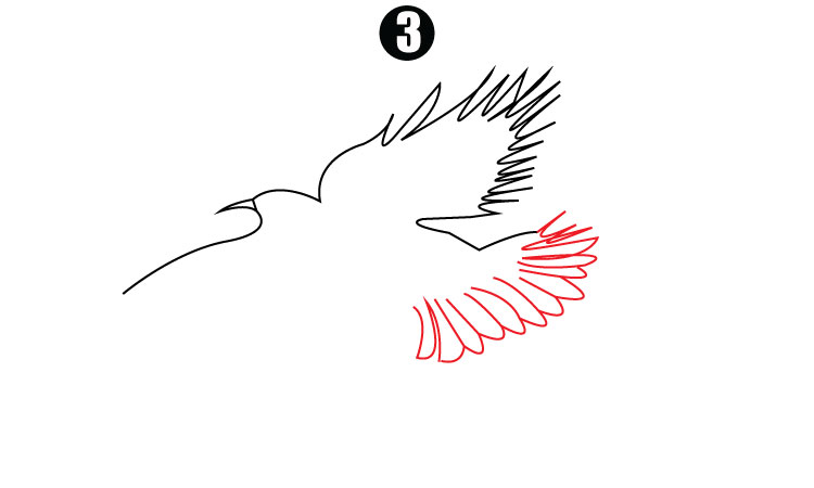 Drawing of Eagle step3
