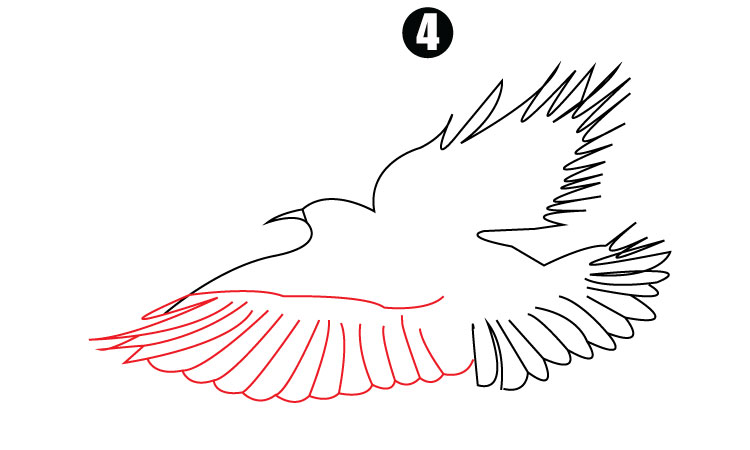 Drawing of Eagle step4