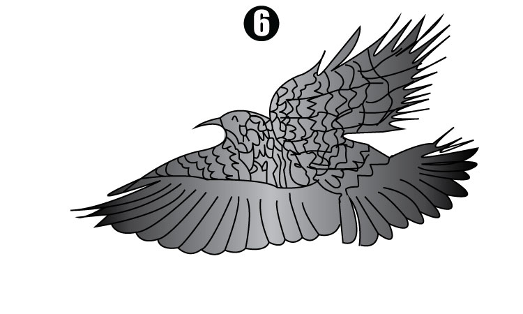 Drawing of Eagle step6