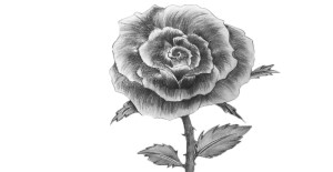 You are currently viewing How to Draw a Rose – Step by Step