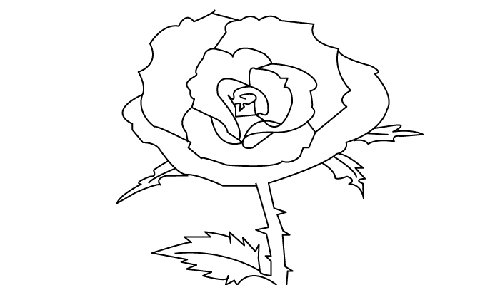 Rose Flower Drawing