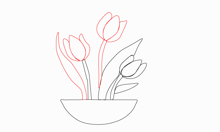 Tulip Drawing step 4