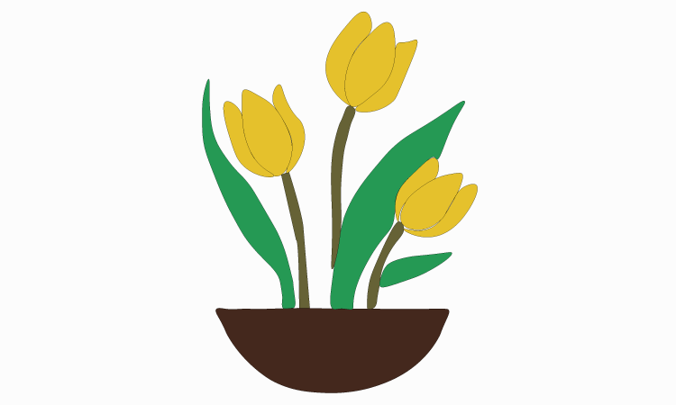 Tulip Drawing step 7