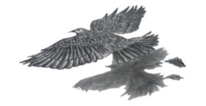 Read more about the article Drawing of Eagle – Step By Step